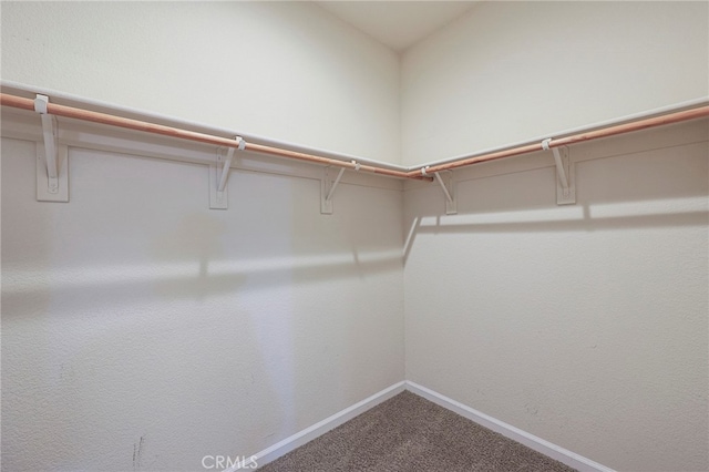 spacious closet featuring carpet