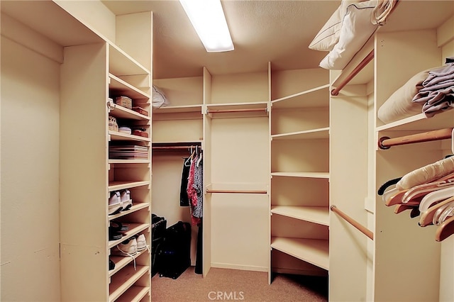 walk in closet featuring light carpet