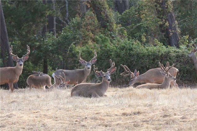 9500 Santa Rosa Creek Rd, Templeton, CA 93465 - photo 15
