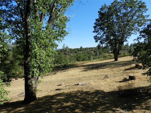 view of local wilderness