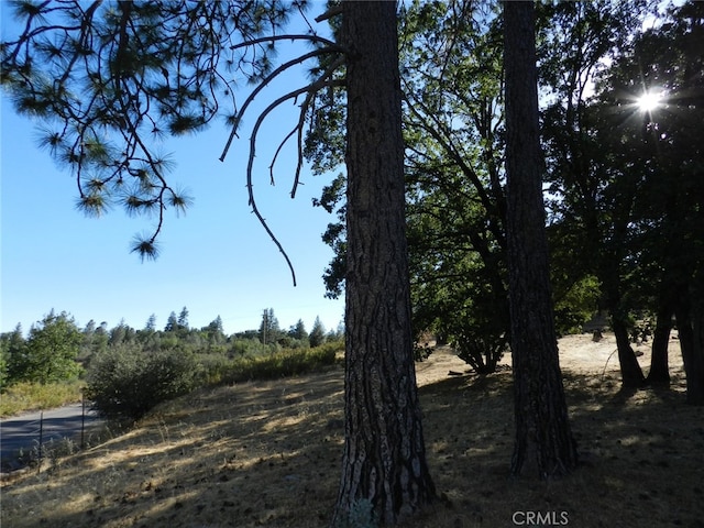 view of local wilderness