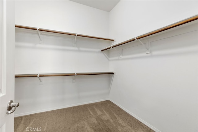 spacious closet featuring carpet