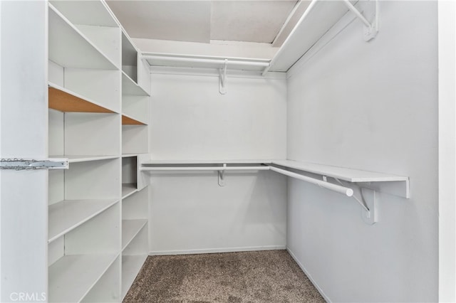 spacious closet with carpet flooring