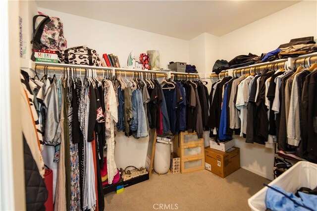 walk in closet with carpet floors