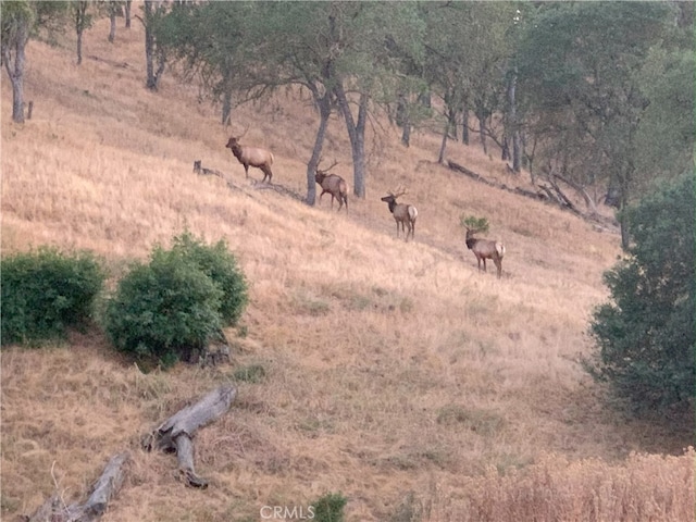 view of local wilderness with a rural view