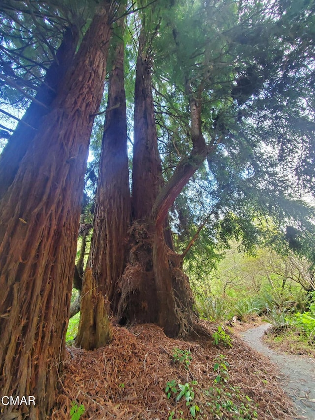 view of local wilderness