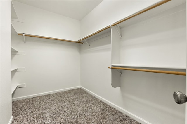 walk in closet with carpet floors