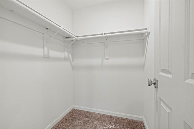 walk in closet with carpet flooring