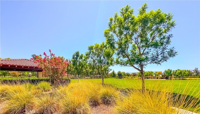 view of local wilderness with a rural view