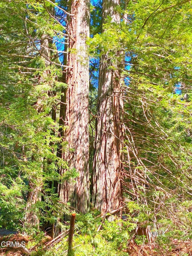 view of local wilderness