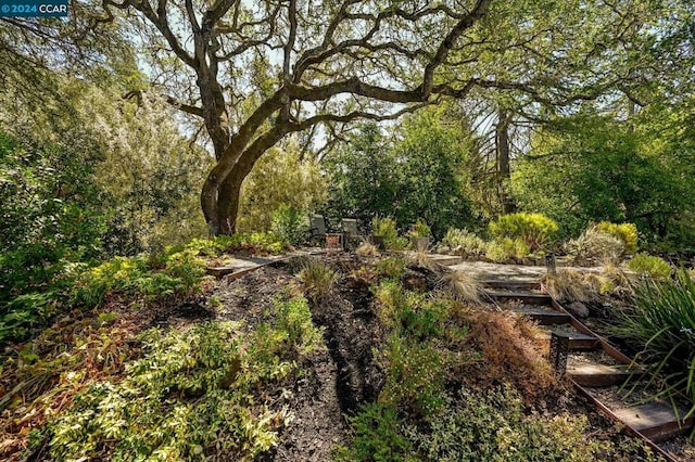 view of local wilderness