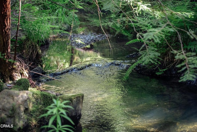 view of local wilderness