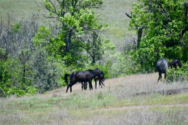 0 Yellow Dog Trl, Hornbrook CA, 96044 land for sale