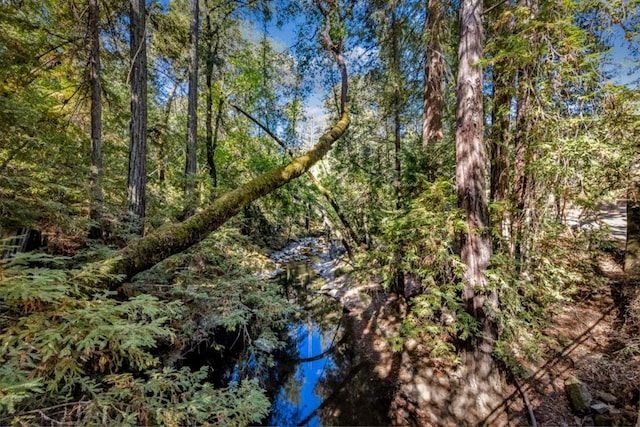 view of local wilderness