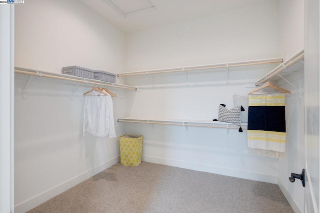 spacious closet with carpet