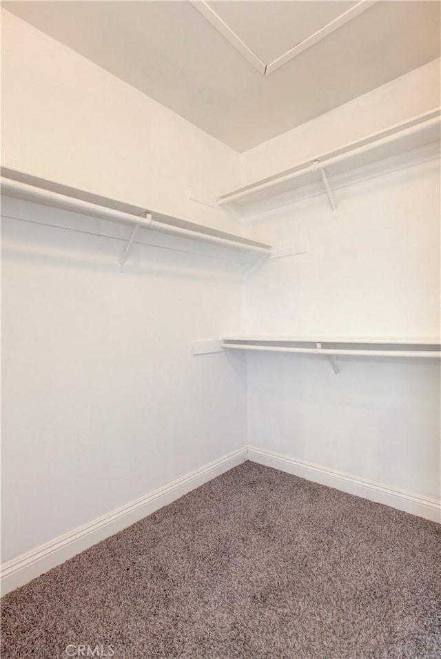 spacious closet featuring carpet flooring