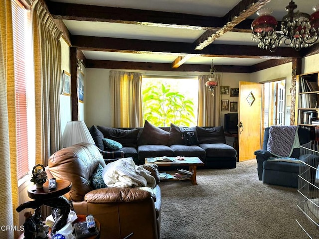 carpeted living room featuring a chandelier and beam ceiling