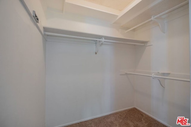 spacious closet featuring carpet flooring