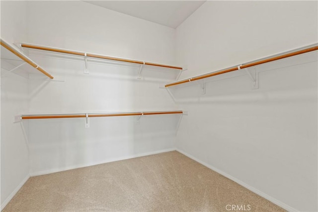 walk in closet with carpet floors