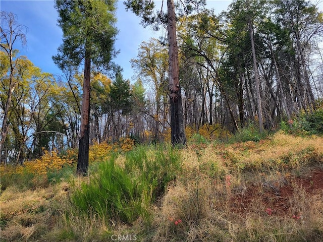 view of local wilderness