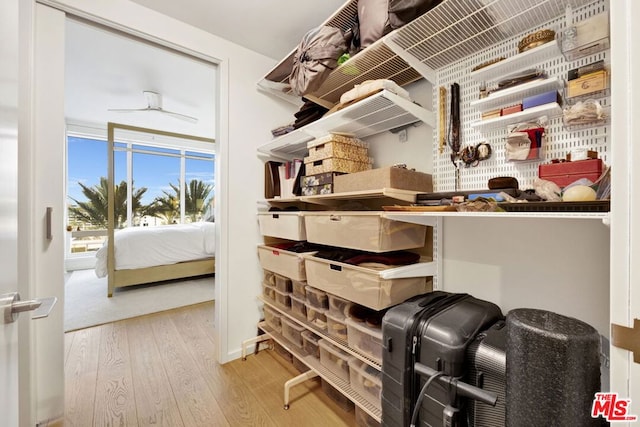 walk in closet featuring light wood-type flooring and ceiling fan