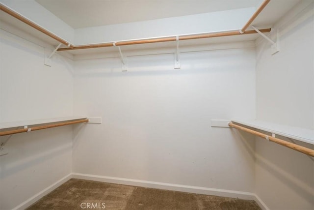 walk in closet with carpet