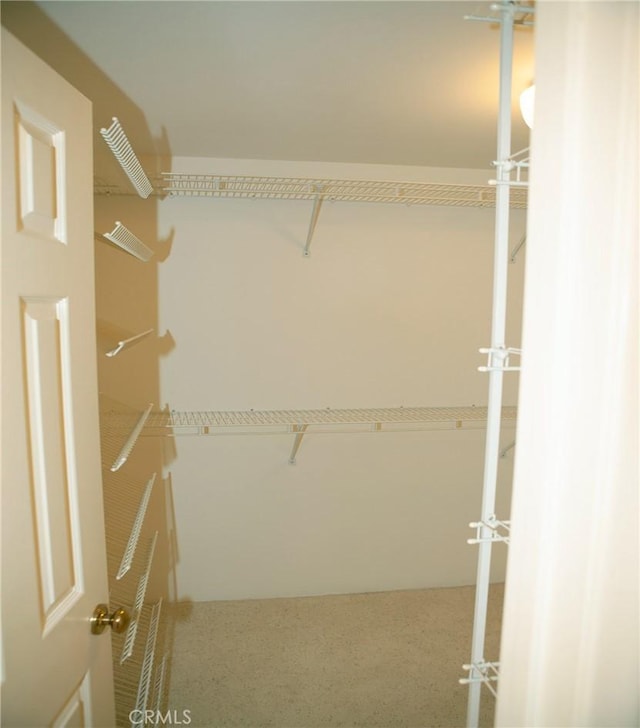 walk in closet featuring carpet