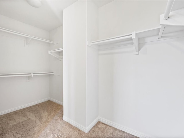 spacious closet with carpet