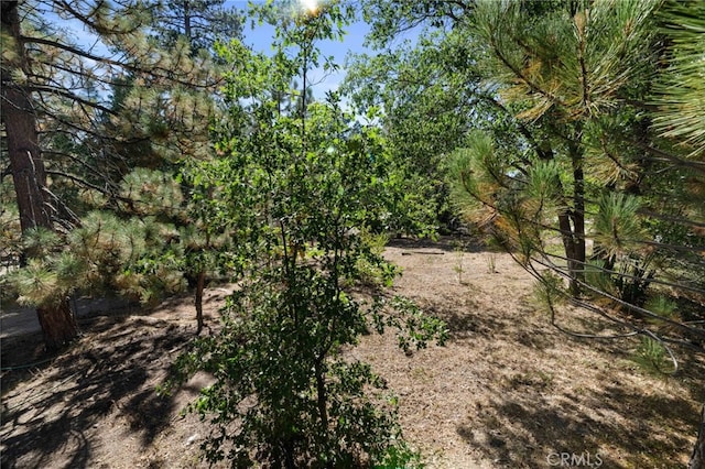 view of local wilderness