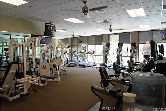 gym with a drop ceiling, carpet floors, and ceiling fan