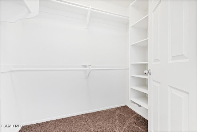 walk in closet featuring carpet floors