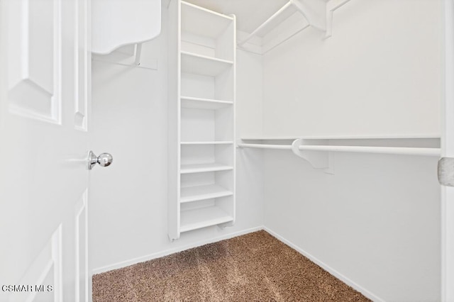 walk in closet with carpet floors