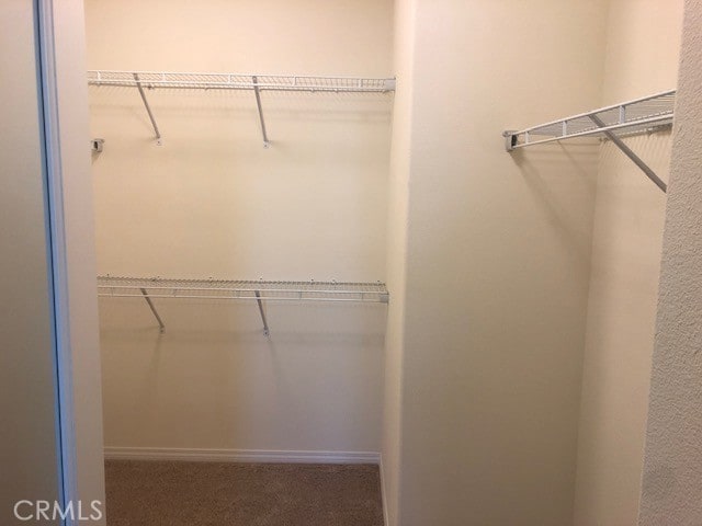 walk in closet with carpet flooring