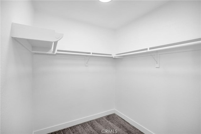 walk in closet with carpet floors