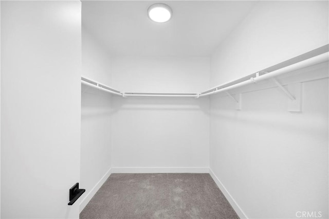 walk in closet with carpet floors