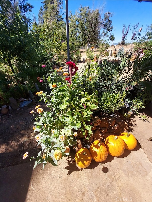 view of yard featuring a patio area