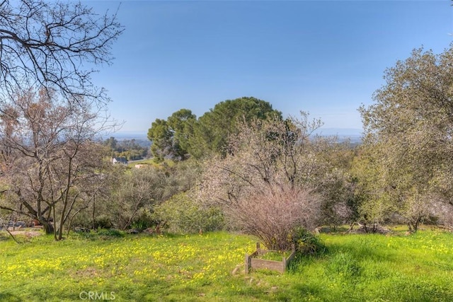 view of local wilderness