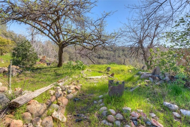 view of yard featuring a view of trees