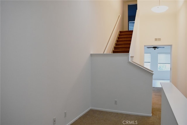 stairs featuring ceiling fan and carpet flooring