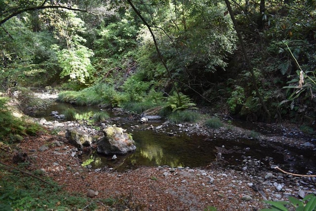 view of local wilderness