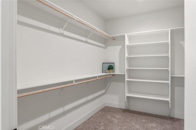 spacious closet featuring carpet floors