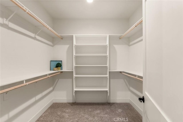 walk in closet with carpet floors