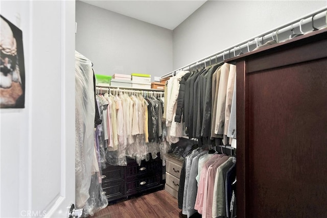 spacious closet featuring dark hardwood / wood-style flooring