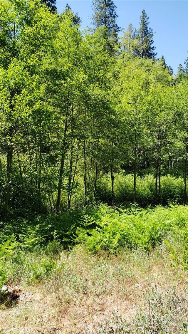 29531 Little Bear Creek Rd, Cedar Glen, CA 92321