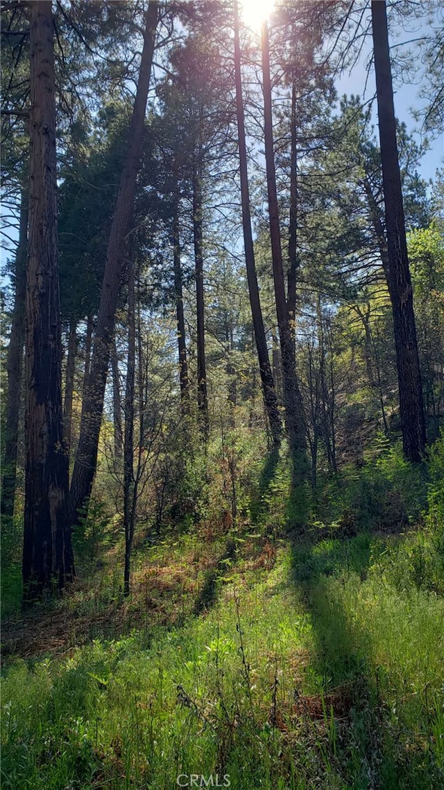 29531 Little Bear Creek Rd, Cedar Glen, CA 92321