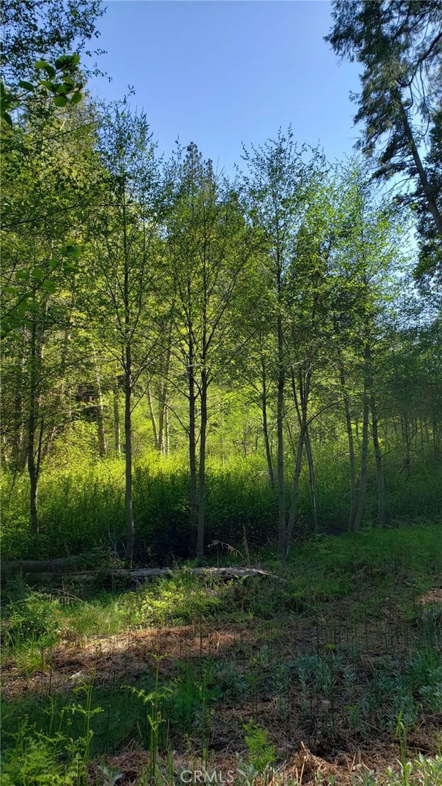 29531 Little Bear Creek Rd, Cedar Glen, CA 92321