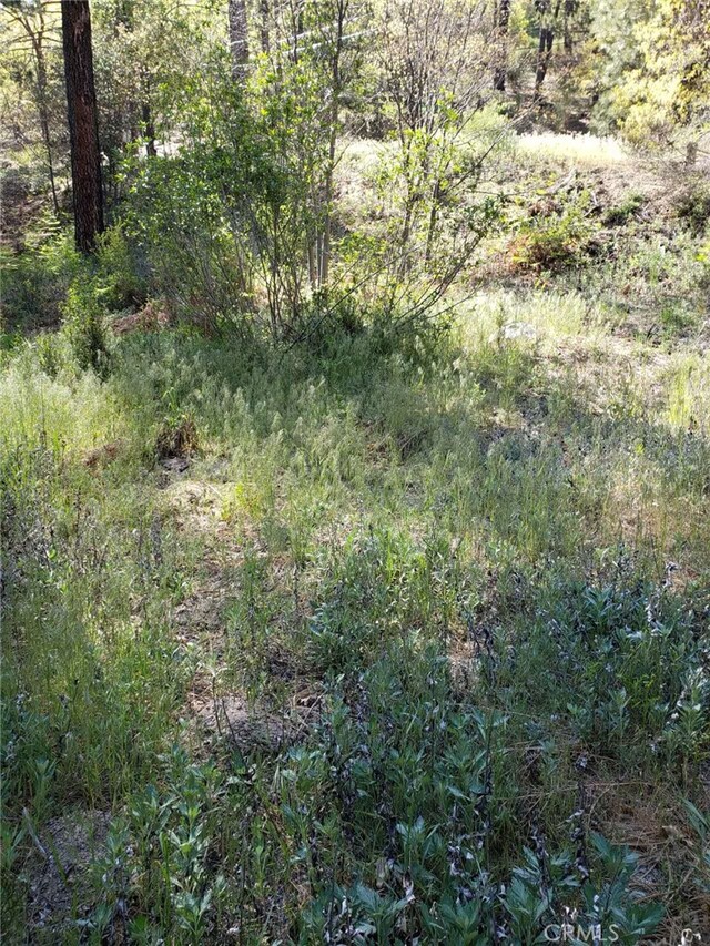29531 Little Bear Creek Rd, Cedar Glen, CA 92321