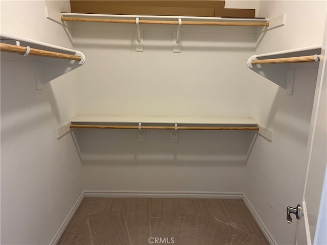 spacious closet featuring carpet