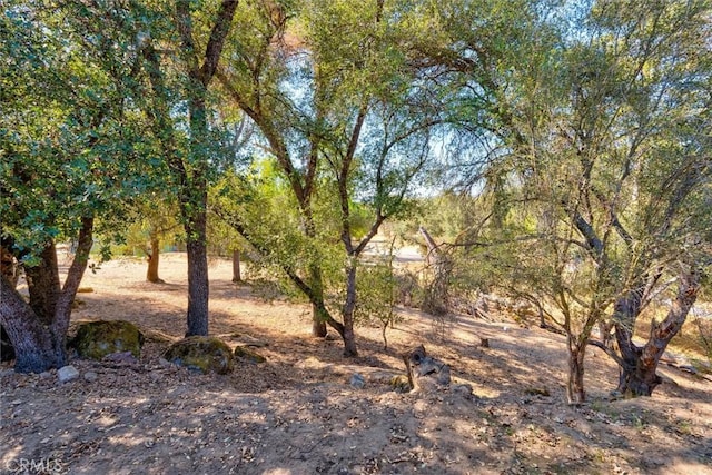 view of local wilderness