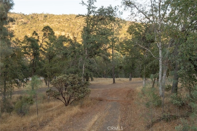 view of local wilderness